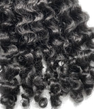 Burmese Curly